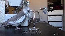 奇葩的鹦鹉脾气不好，一不合言就扔主人家东西，主人气得无可奈何