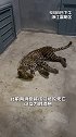 最新消息！被麻醉捕获的小豹子苏醒了，目前已送回杭州野生动物世界。