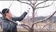 农村大哥好不容易把自家的树苗养大了，现在又得修剪它了。