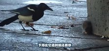 一只过街老鼠，被喜鹊逮个正着，结果下场比遇到猫还惨