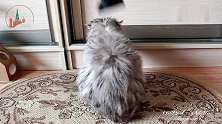 给生气的猫咪吹毛，它一动也不动，像个大毛球