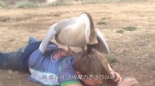 大白鹅疯狂挑衅狗狗，却被狗狗一口咬住要害，镜头记录搞笑一幕