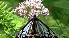 金银花泡水好还是煮水好能给宝宝喝吗