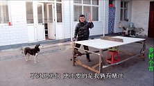 小吉和小亮打兵乓球赌狗粮，哈士奇在旁连声叫好，可把小亮坑惨了