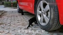 小区里边，白猫和灰猫，竟然生了三只黑猫，奇怪了！