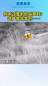 你听过雪豹的吼声吗？这声音非常的…emmm…