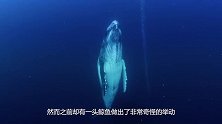 鲸鱼拼命往岸上游？逝后专家将它解剖，在场的人脸色都青了！