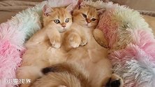 四脚朝天的小奶猫卖萌，让人忍不住想上手，太可爱了