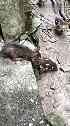 猫：总有一天，我要把这些鸭子都吃了！