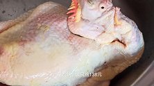 锅小鸡大如何泡制皮脆肉滑白切鸡，大扇鸡6.3斤