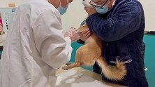 狗狗被咬得鲜血直流，当医生给它处理伤口时，狗狗乖得让人心疼！