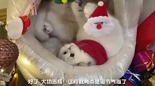 小奶猫：单身久了，看猫都是眉清目秀