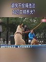 山东青岛：遛狗不拴绳违法 如何文明养犬？