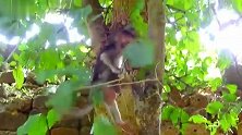 小猴子宝宝很胆大，爬的高
