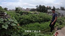 阿阳抽干30米长龙坑，岸边乌云密布不同寻常，果然抓到昂贵海货