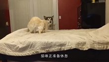 哈士奇打搅猫咪休息，猫咪上来一顿暴打，二哈反应让人大笑！
