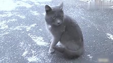 这年头蓝猫都成流浪猫了？在冰天雪地里挨饿受冻