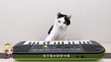 猫咪有节奏地弹奏钢琴，仿佛它的音乐梦想，得到了点燃