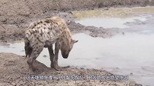 雄狮惨遭十几只鬣狗掏肛，被咬的发出绝望惨叫，结局发生神反转！