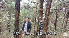 林哥跟小朋友上山捡野生菌，荒地旁边发现漂亮菌子，你喜欢吗？