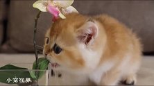 企图吃花的小奶猫真是萌化了：来我家吧，我家有小鱼干