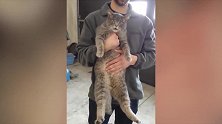主人挠挠这只猫咪，猫咪就把屁股给撅起来，真是太逗了！