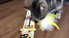 主人新买了逗猫棒，还没开封就被猫咪拆了，真是调皮