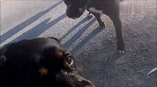 主人带罗威纳犬出门遛弯，遇到一只美国恶霸犬，恶霸犬很好奇呢！