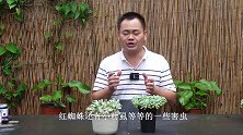 多肉出现害虫，有办法根除安全，预防是关键