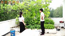 外甥高考结束来看霞，霞准备包饺子招待，不料外甥被阳台的菜吸引