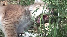 狮子与老虎的结合体狮虎兽，大家见过吗？好霸气的体态