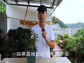 这种叶片“斑点”问题，只存在盆栽月季，地载根本不会发生