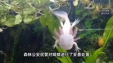昆明盘龙江又现白色怪异生物，路人用塑料袋捞上岸报警！警方回应