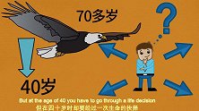 老鹰的寿命可达70多岁，但在40岁时，却要经过一次生命的抉择