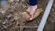 老伯在山里挖竹笋 一锄头下去地里冒血 挖开一瞧顿时不淡定了