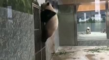 熊猫：身手好了得的熊宝，这次能越狱成功吗？