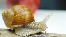 非洲“毁灭性”物种入侵，水泥都吃，连中国吃货也集体认怂