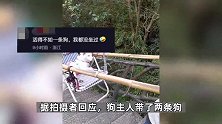 女子爬三清山雇人抬狗上山引争议，拍摄者称抬狗要花980，景区回应
