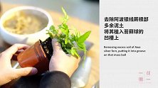 苔藓微景观，桌面上的小世界