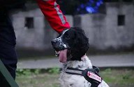 四川泸州：搜救犬“猪大懵”因意外离世，战友哭成泪人