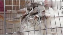 渴望自由的龙猫被关在笼子，龙猫不打算放本宝宝出去玩吗