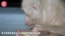 红毛猩猩患了白化病，人类却为它打造一个天堂