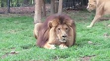 耍酷雄狮：完全无视母狮的求爱信号，母狮一屁股坐身上了