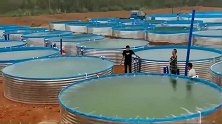 现在养鱼越来越简单，鱼塘都用大桶做