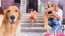 铲屎官赖床不起，没想到金毛这样收拾他，这屁太厉害了吧！