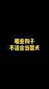 这些狗子还是别去给人警犬添乱了哈哈狗宠物知识