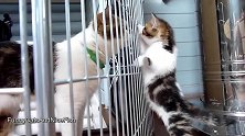 和猫妈妈互动的小奶猫，这温馨的画面，真是有爱呢！