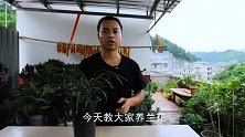 给兰花防虫防病，教你见效最快的方法，养十年不招虫