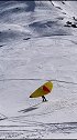 太疯狂了，滑雪