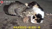 夜晚两只大猫依偎在一起，温暖自己的小奶猫，亲情真的太伟大了!